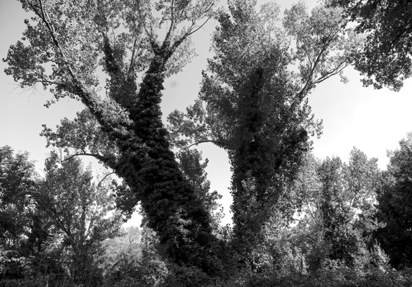 Roman trees